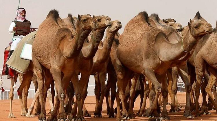 Arab Saudi Larang Unta Berkeliaran Selama Musim Haji