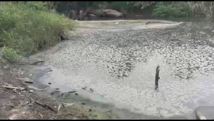 Dialiri Limbah dari Labusel, Harga Diri Pemda Rohil Dipertaruhkan?