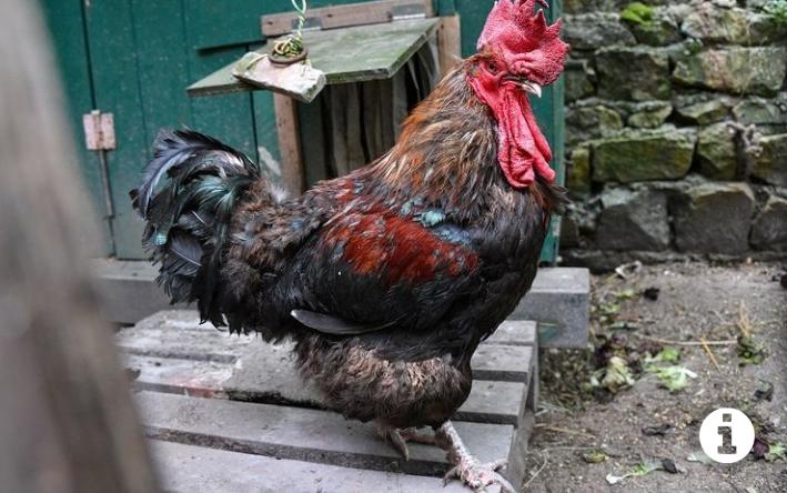Suaranya Terlalu Kencang, Seekor Ayam Jantan Dibawa ke Pengadilan