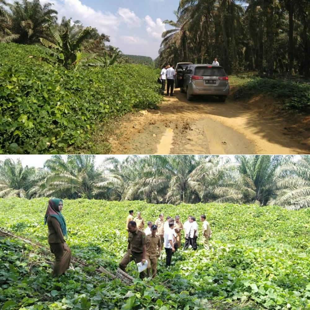 Pembangunan Ring Road Akan Terealisasi, Camat Bagan Sinembah : Alhamdulillah DAK sudah keluar