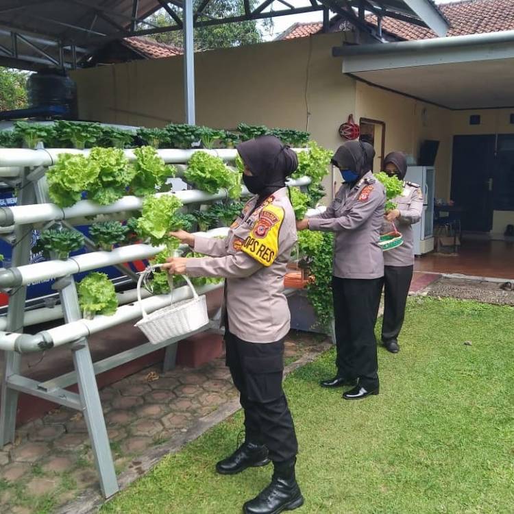 Kapolres Banjar Panen Sayuran Dengan Teknik Hidroponik