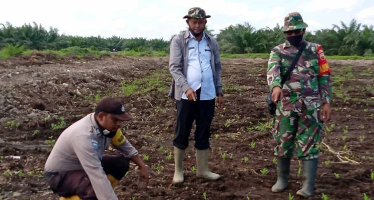 Tiga Pilar, TNI-Polri dan Datuk Penghulu Taja Program Ketahanan Pangan