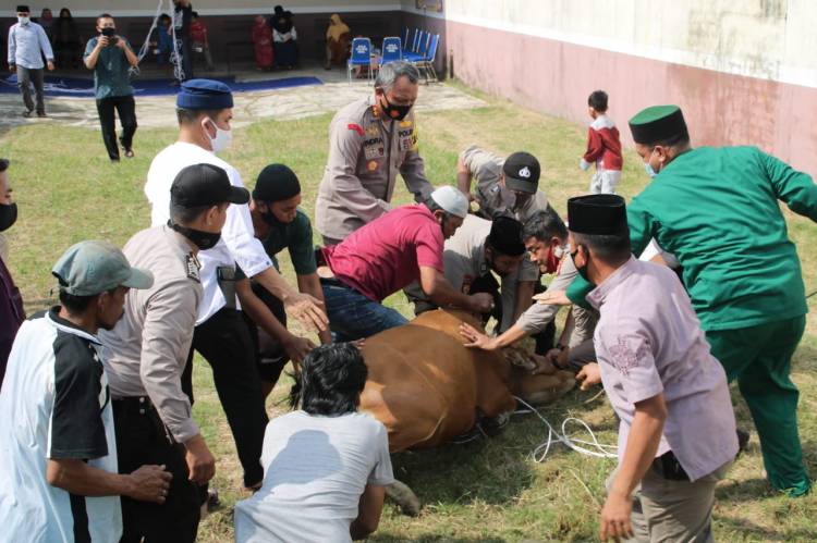 POLRES INHIL MELAKSANAKAN PEMOTONGAN HEWAN QURBAN