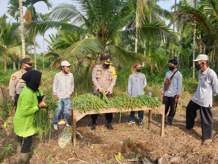 *Sukses Panen Raya Ketahanan Pangan dipimpin Kapolres Inhil*