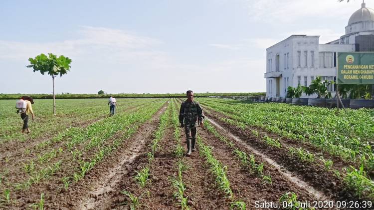 Danramil Pantau Terus Lahan Ketahanan Pangan Walupun Usia Jagung Masih 23 Hari