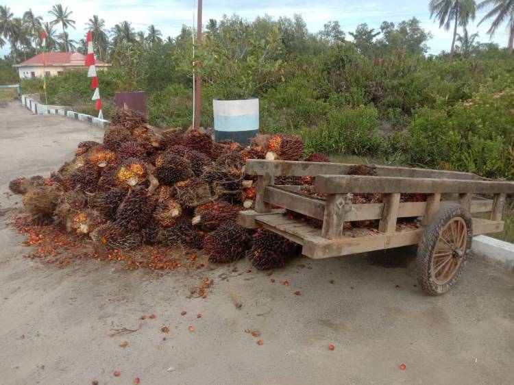 Curi Buah Sawit Milik Warga Labuhan Batu, 4 Warga Sinaboi Dibui