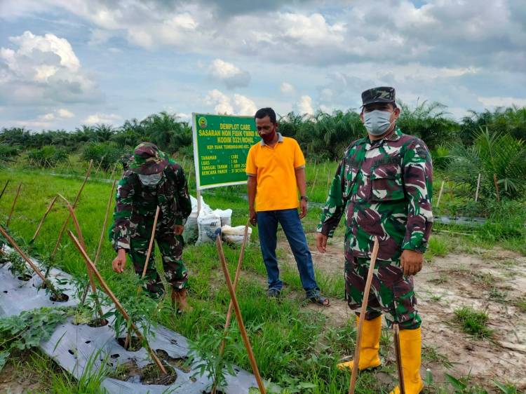 Demplot Cabai Program TMMD Ditinjau Kasdim 0321/Rohil