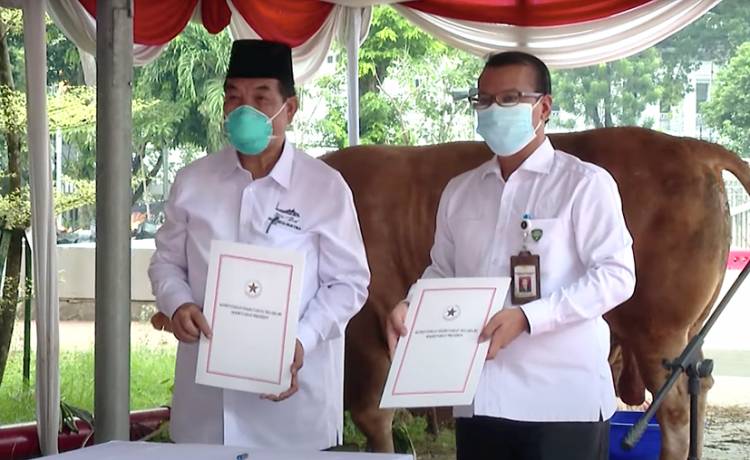 Presiden Jokowi Serahkan Hewan Kurban Sapi Seberat Lebih dari 1 Ton ke Masjid Istiqlal