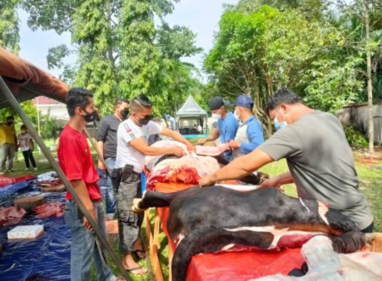Iduladha 1442 H, Keluarga Besar Polres Kampar Sembelih 12 Ekor Hewan Qurban