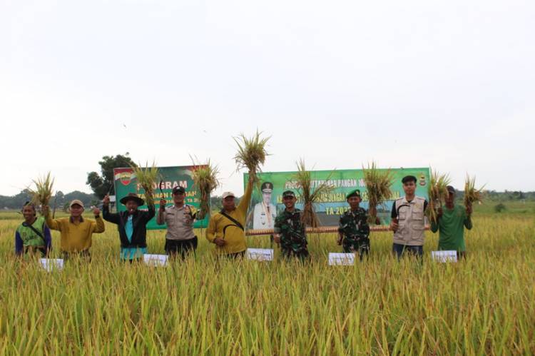 Dandim 0314/Inhil Panen Raya Padi Bersama Instansi Terkait dan Kelompok Tani