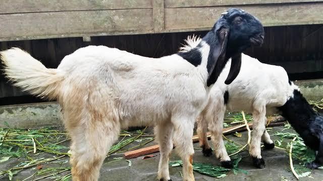 Terpapar Kabut Asap, Sesak Napas, 2 Kambing Mati sebelum Disembelih