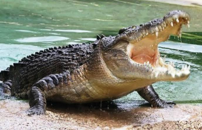 Warga Pekan Arba Hilang di Sungai Batang Tuaka, Diduga Diterkam Buaya 