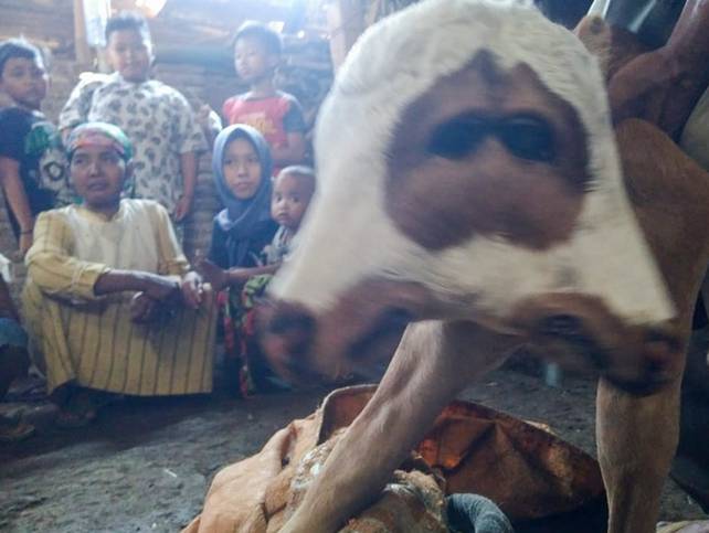 Aneh!! Lahir Seekor Anak Sapi Dengan Memiliki Dua Kepala