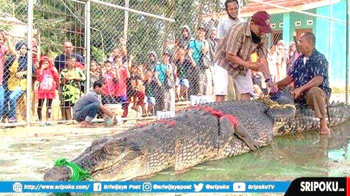 Di Sungai ini jangan Mandi Pakai Celana Dalam kalau tak ingin Disambar Buaya
