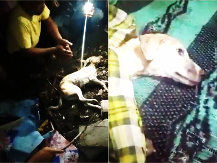 Rumor Pelajar SMP Berubah Jadi Anjing lalu Dikubur Hidup-hidup Disesali Pencinta Hewan