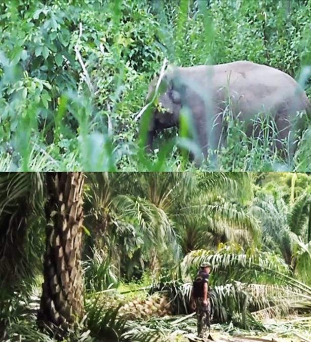 Gedubraakkk! Dalam Sekejap Ratusan Pohon Sawit Bertumbangan Dihantam Gajah Liar