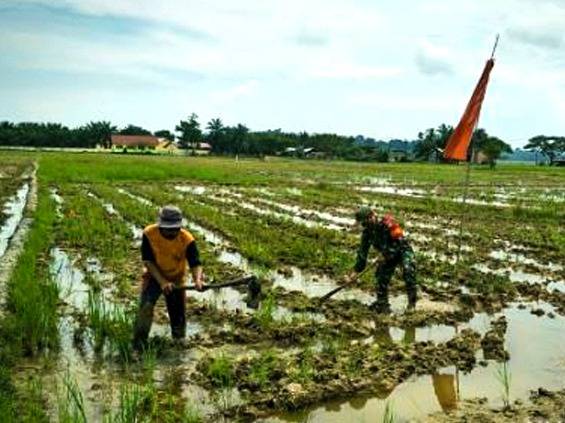 Babinsa Koramil 15/Plkb Kodim 0104/Atim Turun Kesawah