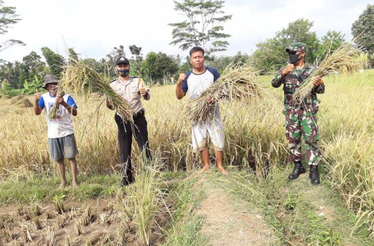 Sinergi TNI Polri di Wilayah Kec. Langensari Dukung Ketahanan Pangan, Menanen Padi