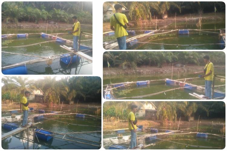 Bhabinkamtibmas Polsek Pangkalan kerinci, Lakukan Pengecekan Pilot Projects Kapolda Riau dalam Budidaya Ikan Nila