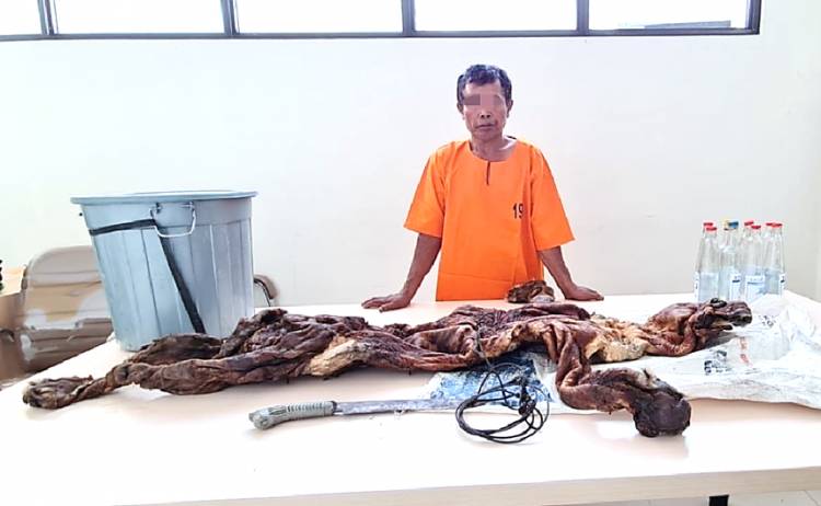 Tertangkap Tangan Bawa Kulit Harimau, Seorang Warga Kuansing Diamankan Polda Riau