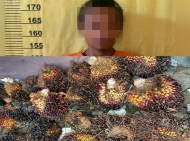 Polsek Simpang Kanan Ringkus Pencuri TBS PT SKL, 1 Diantara Pelaku Masih di Bawah Umur