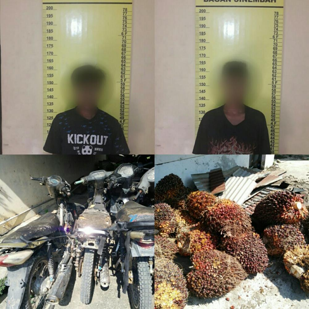 Curi Buah Sawit PT Salim Ivomas Pratama, 2 Remaja di Rohil ini Diamankan Polisi