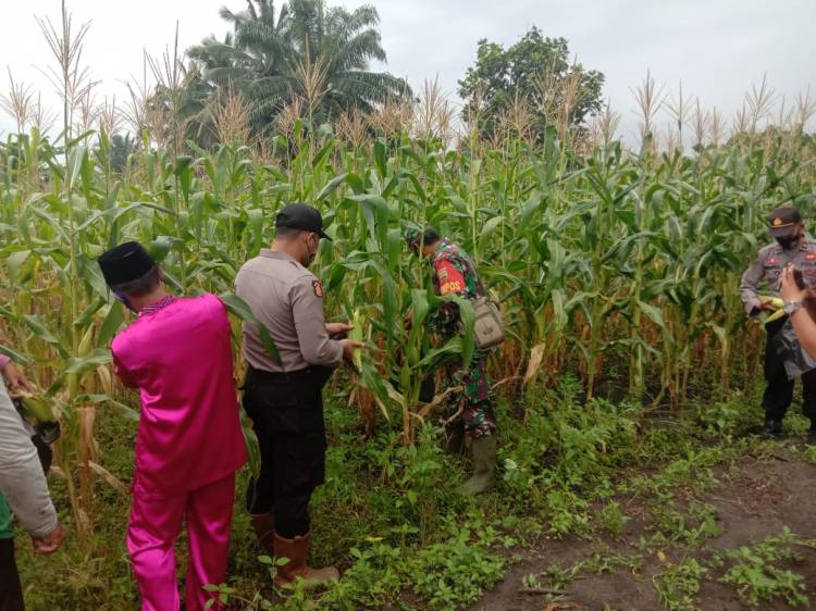 Program Ketahanan Pangan Polsek Pujud Berhasil, 200 Kg Jagung Manis Dipanen