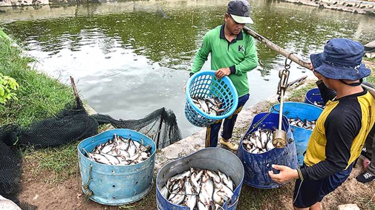 Desa Koto Mesjid Kec. XIII Koto Kampar: Diversifikasi Sentra Produksi Ikan Patin ke Sektor Pariwisata