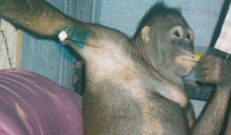 Prilaku Diluar Nalar, Orangutan Didandani dan Diberi  Parfum Lalu Dijadikan Pemuas Seks