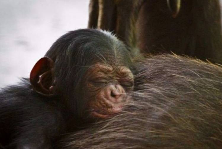 Pertama Terjadi di Dunia, Penculik Bayi Hewan Minta Uang Tebusan
