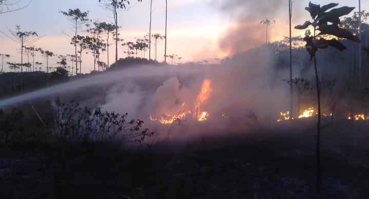 Si Jago Merah Kembali Lahap Lahan Hutan Jati