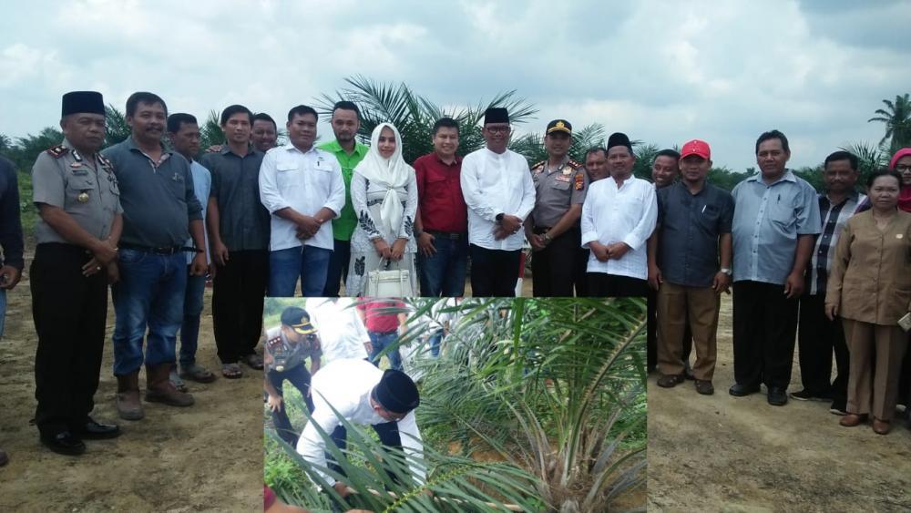 Bupati Rohil, H Suyatno Amp ke Lahan PSR yang Ditanam Jokowi dan Lakukan Kastrasi