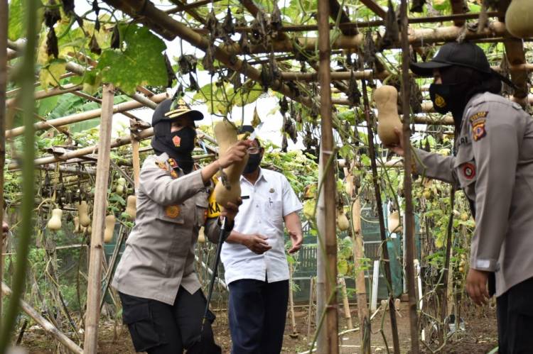 Kapolres Banjar Panen Labu Madu di KWT 4 Desa Mekarharja, Jawa Barat