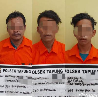 Polsek Tapung Amankan 3 Terduga Pelaku Pencurian TBS Milik PTPN-V Kebun Sei Garo