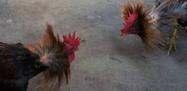 Polisi Tewas Diserang Ayam Saat Menggrebek Sabung Ayam