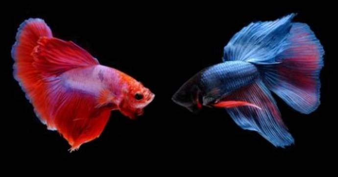 Bisnis Ikan Cupang Saat Pandemi Covid 19,Menjanjikan,Bisa Jutaan Rupiah Perekornya