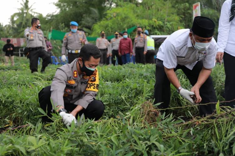 Kapolres Inhil dan Jajaran Pemerintah Lainnya Ikut Penen Ubi Jalar di Lahan KT Makmur Sejahtera 
