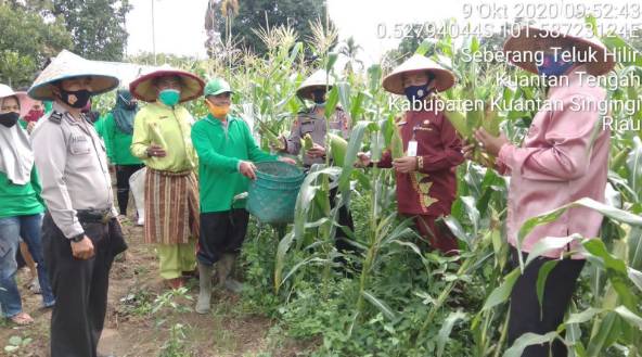 Polsek Kuantan Tengah dan Poktan Maju Bersama Melakukan Panen Raya Jagung Manis