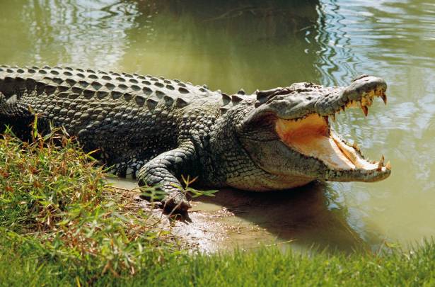 Ngeri! Buaya Tabrak Perahu hingga Terbalik, Seorang Nelayan jadi Santapan