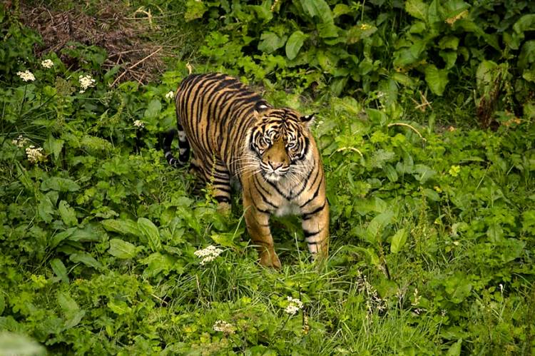 Cari Sinyal di Hutan untuk Main Game, Dua Pemuda di Jambi Tewas Diterkam Harimau