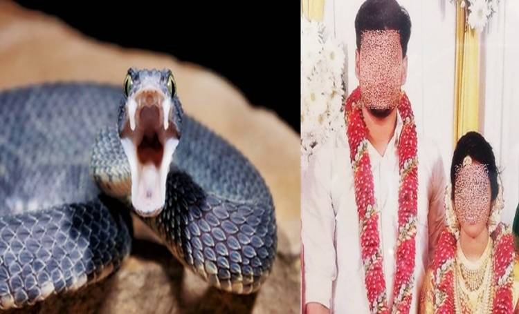 Karena Ingin Nikah Lagi Pria Ini Bunuh Istri dengan Ular Kobra Hingga Dua Kali