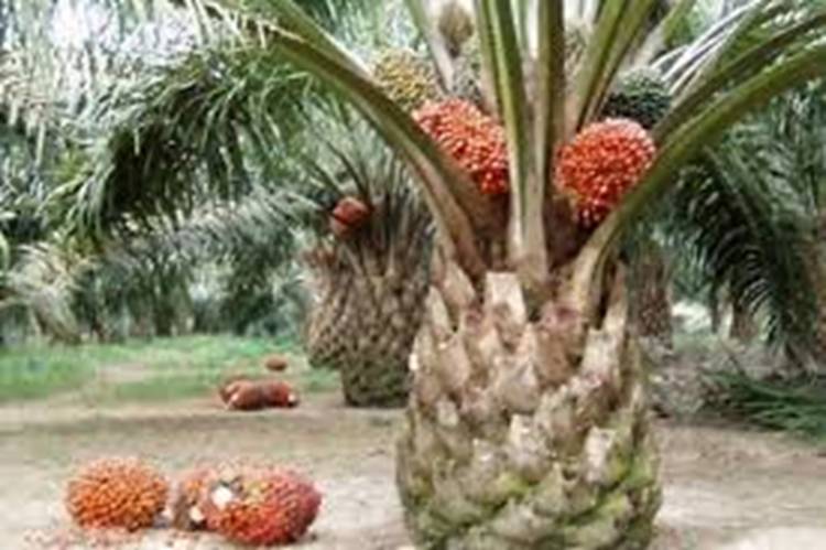 Nama Mantan Camat Batang Tuaka Muncul dalam Dugaan Penjualan Lahan di Kuala Sebatu