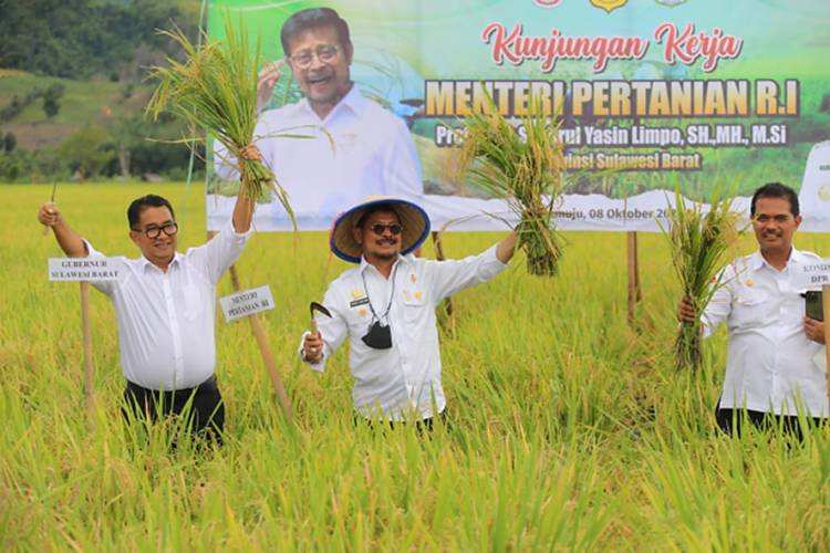 BPS: Tahun 2022 Produksi Padi Diperkirakan Meningkat 1,25 Juta Ton
