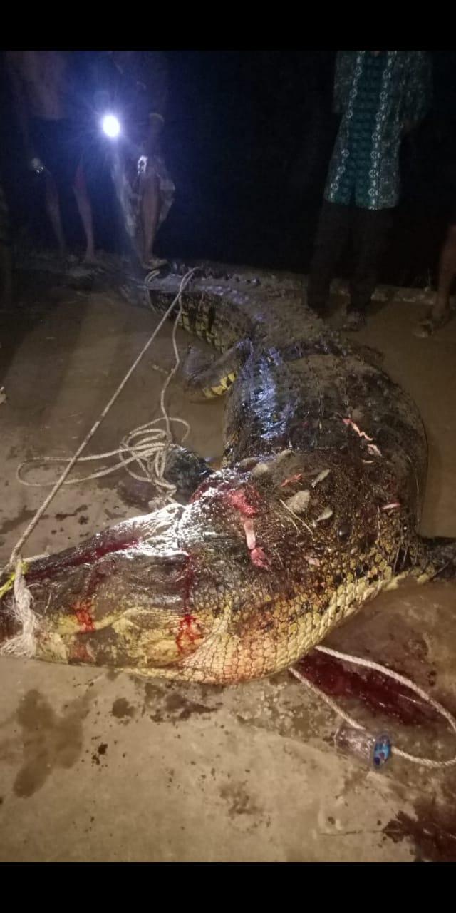 Saksikan Video Buaya Yang Menggigit Tangan Warga