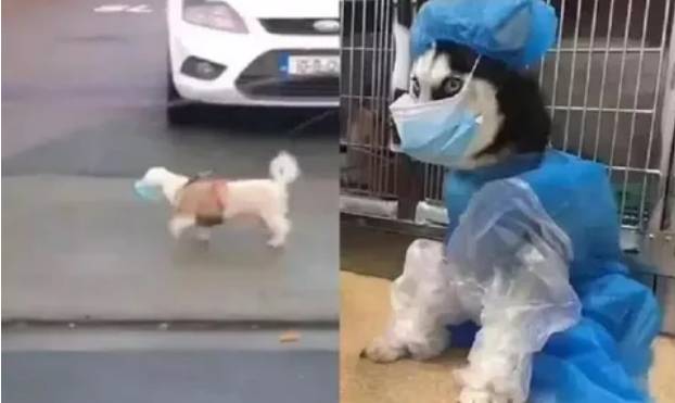 Bikin Gemes,Video Anjing ViralJalan Jalan Pakai Masker