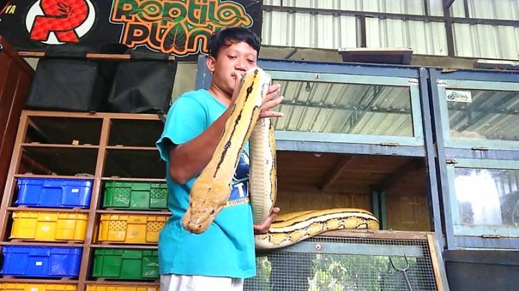Ular Piton Langka Miliknya Dicuri, Peternak Ular di Tulung Agung Ini Rugi Ratusan Juta