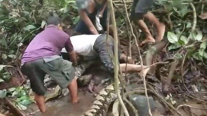 Nelayan Mengira Injak Kayu Gelondongan, Ternyata Ular Piton 8 Meter, Ini yang Terjadi Kemudian!