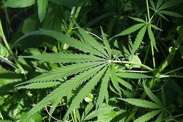 Catatan Peristiwa Dunia Hari Ini: 10 Desember 2013, Ganja Dilegalkan di Uruguay