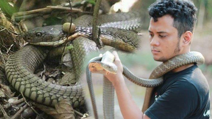 Panji Petualang Digigit Ular King Cobra Peliharaannya, Begini Kondisinya Sekarang
