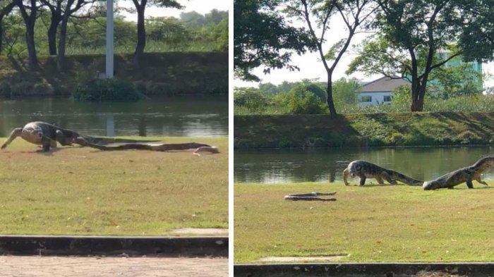 Video Viral. Ular Piton vs Biawak Raksasa Bertarung di Kampus. Siapa yang Menang?